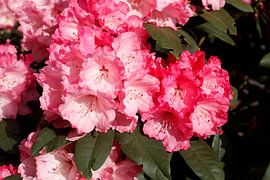 Rhododendron rose en fleur, Close-Up, Allemagne