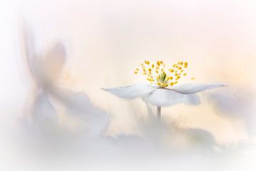 Wood anemones in a soft romantic setting by Bob Daalder