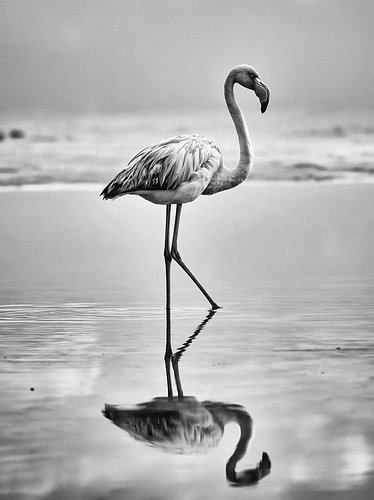 Schwarz-Weiß-Foto eines Flamingos im Wasser