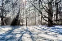 de zonnestralen door de bomen
