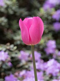 Pink flower of a tulip as a spring messenger by Katrin May