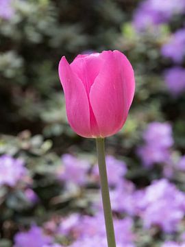 Roze bloem van een tulp als lentebode van Katrin May