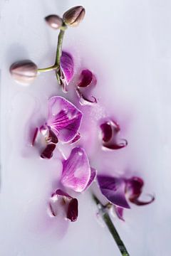 Flowes waxed 1 by Wim van Ooijen