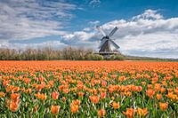 paysage de tulipes avec un moulin à vent néerlandais