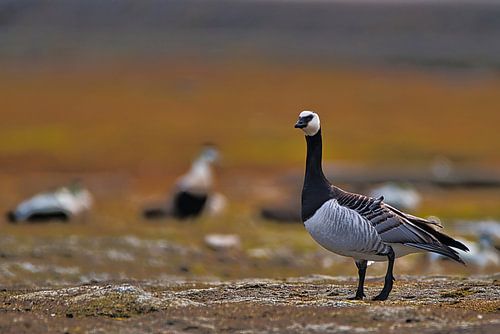 White-cheeked Goose - Barnacle Goose