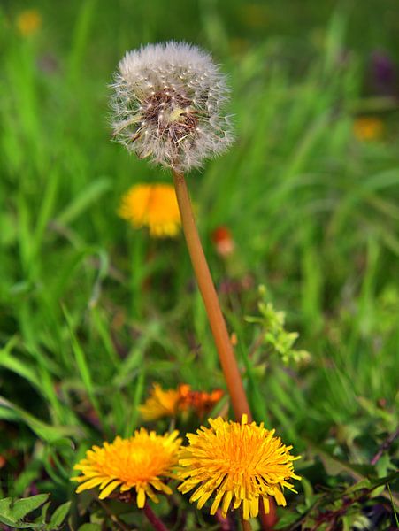 Paardebloem van Edgar Schermaul