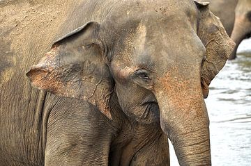Elephant in close-up by Frans van Huizen