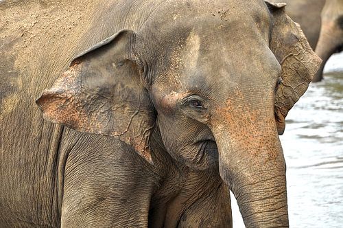 Olifant in close-up