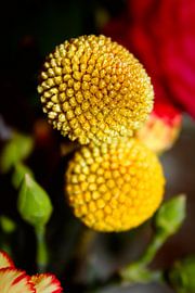 Boule fleur jaune vert sur C. Catharina