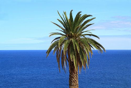 Palmboom en de oceaan