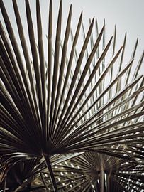 Palmblad van José Lugtenberg