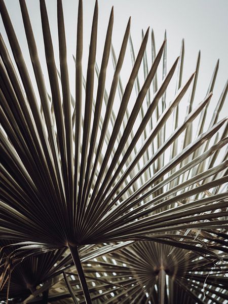 Magazine Palm par José Lugtenberg