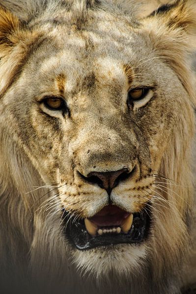 De leeuw van Niek Traas