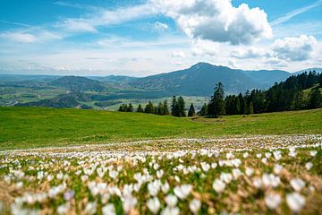 Crocus meadow at Mittagberg with view to the Grünten mountain by Leo Schindzielorz