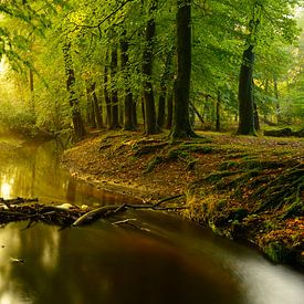 Crique dans une forêt d'arbre de hêtre pendant un matin tôt d'automne sur Sjoerd van der Wal Photographie