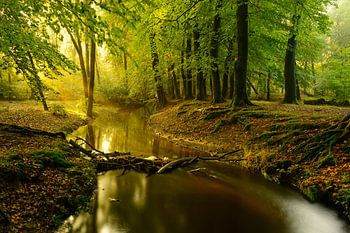 Nebenfluss in einem Buchebaumwald während eines frühen Herbstmorgens