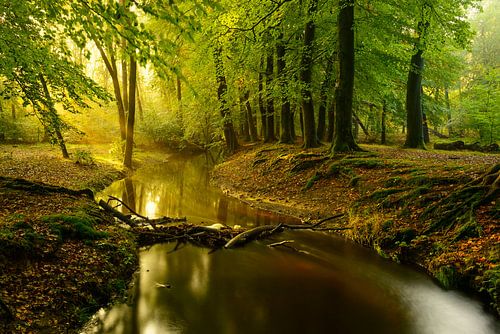 Creek in a Beech tree forest during early autumn by Sjoerd van der Wal