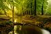 Nebenfluss in einem Buchebaumwald während eines frühen Herbstmorgens von Sjoerd van der Wal