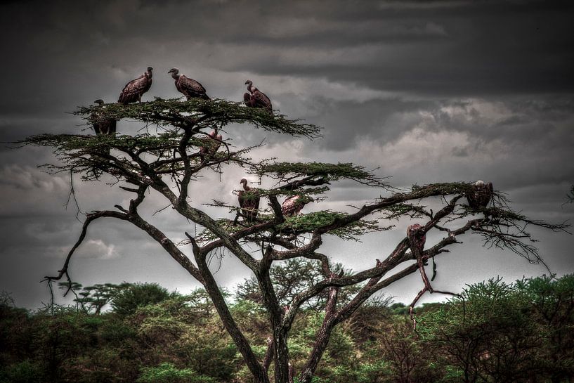 Vulture tree van BL Photography