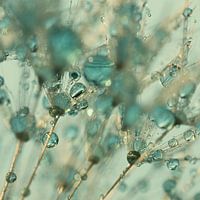 A square: Through the fluff (turquoise with warm light)