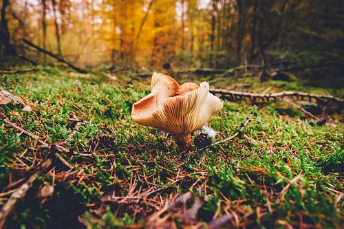 Herfstbos Autumn Forest