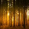 Wald in der leuchtend orangen Abendsonne von Denny Gruner