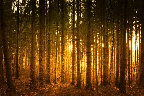 Wald in der leuchtend orangen Abendsonne