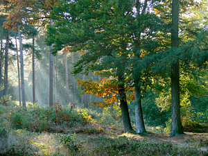 Seau forestier de pins
