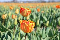Orangefarbene Tulpen in der Zwiebelregion