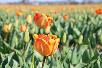 Oranje tulpen in de bollenstreek van Eibert van de Glind