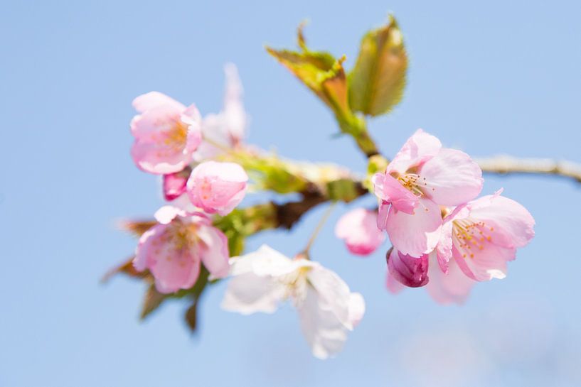 Lente Bloesem by Chantal Cornet