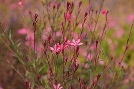 Pink...