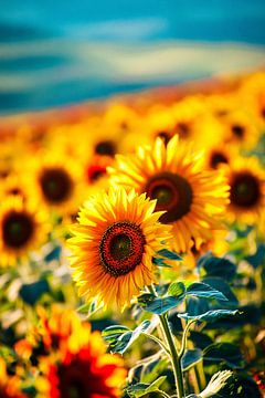 Zonnebloemen in zonlicht van Art & Soul Creations