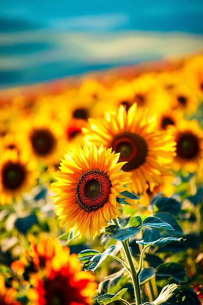 Sunflowers in sunlight by Art & Soul Creations