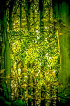 Vue ensoleillée à travers la forêt sur Tonny Visser-Vink