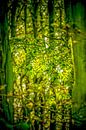 Zonnige doorkijk in het bos van Tonny Visser-Vink thumbnail