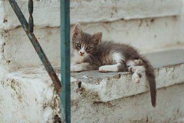 Grieks katje ligt op trap | Reisfotografie fine art fotografie | Griekenland, Europa van Sanne Dost