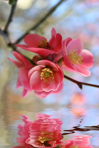 Zierquittenblüten van Dagmar Marina