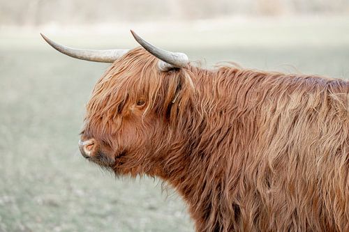Veldwaarneming Het Stille Profiel van de Schotse Hooglander