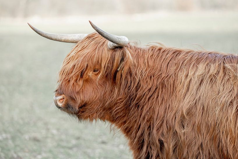 Observation sur le terrain - Le profil silencieux du Highlander écossais par Femke Ketelaar