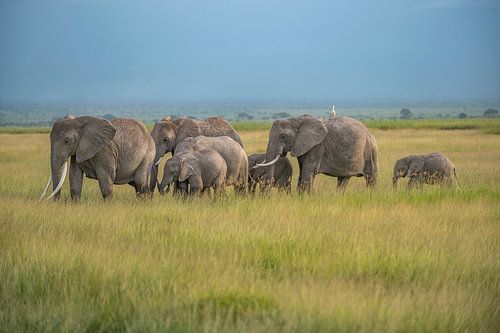 Elephant herd