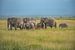 Elefantenherde im Ambroselli National Park von Alexander Schulz