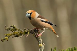 Chardonneret sur une branche