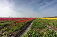 Champs de tulipes sur Goeree-Overflakkee