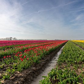 Champs de tulipes sur Goeree-Overflakkee sur Wessel Dekker