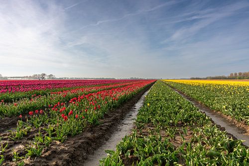 Tulpenvelden op Goeree-Overflakkee van Wessel Dekker