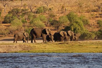 Olifanten bij de rivier