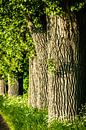 Laan van lindebomen in de lente van Dieter Walther thumbnail