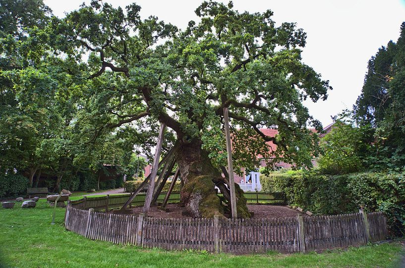 De oudste eik van Midden-Europa van Edgar Schermaul