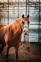 Grazende Glorie: Het Stralende Paard met Gouden Manen